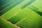 Aerial view on a agricultural field of harvest plantation, countryside scene.