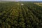 Aerial view of agricultural oil palm tree plantation field in mo