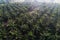 Aerial view of agricultural oil palm tree plantation field in mo