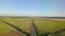 An aerial view of an agricultural sprinkler in a watermelon field