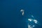Aerial view of alone bottlenose dolphin in quiet sea. Mammal animal in blue sea