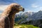 Aerial view of Alps mountains landscape with golden eagle