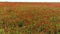 Aerial view of amazing poppy field near the country road against blue cloudy sky in warm summer day. Shot. Beautiful