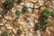Aerial View of Arid Landscape with Green Plants Growing Through Cracked Earth Concept of Resilience and Survival