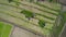 Aerial view The Asian Farmers growing rice on paddy field in Asia.