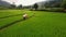 Aerial view of asian lover walking on rice field ridge. People taking pre wedding photography in rice terrace. Green rice farm in