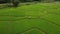 Aerial view of asian lover walking on rice field ridge. People taking pre wedding photography in rice terrace. Green rice farm in