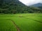 Aerial view of asian lover walking on rice field ridge. People taking pre wedding photography in rice terrace. Green rice farm in