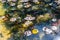 Aerial view of Asian style pond with aquatic plants and koi fish, California