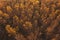 Aerial view of aspen tree forest in autumn sunset