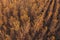 Aerial view of aspen tree forest in autumn sunset