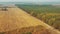 Aerial View Autumn Corn Field And Pine Forest Landscape. Top View Of Cornfield And green coniferous forest. Drone View