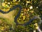 Aerial view of the autumn forest