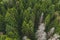 Aerial view of the autumn forest with dry old white trees. Forest texture top view