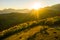 Aerial view of autumn forest in sunset lights