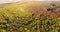 Aerial view of autumn pine forest with yellow and green trees