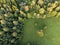 Aerial view of autumnal green field and trees in Sweden.