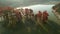 Aerial view of Autumnal taxodium with red needles in water. Autumnal swamp cypresses and lake