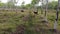 Aerial view and backward from cows living in nature