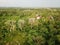 Aerial view bald trees at green rural area