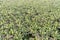 Aerial view of banana field