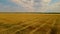 Aerial view of barley field with yellow dry straw after harvesting grain crops