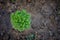 Aerial view of a basil