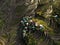 Aerial View - Batad Rice Terraces - The Philippines