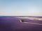 aerial view of beautiful cultivated lavender field in provence