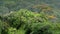 Aerial view. Beautiful landscape of the amazon rainforest, Yasuni National Park.