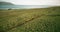 Aerial view of the beautiful landscape in Iceland. The herd of the horses grazing on the lava fields on the shore.