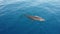 Aerial view of a beautiful whale in a calm sea