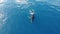 Aerial view of a beautiful whale in a calm sea