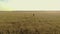 Aerial view of beautiful young woman with long dark hair in blue dress walks in wheat or barley field at sunset