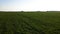 Aerial view of beet rows field in agricultural landscape in Ukraine, harvest sugar beet