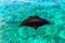 Aerial View of A Black Stingray Swimming in an Ocean