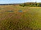 Aerial view on blossom of heather, forest and lakes. Sunny morning in Nature protected park area De Malpie near Eindhoven, North