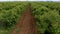 Aerial view of blossomed field with oil-bearing rose Rosa Damascena