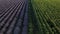 Aerial view of blossomed lavender and sunflower fields