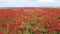 Aerial view of a blossomed poppies field