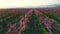 Aerial view of a blossoming of fruit trees in the countryside. Peach, plum and nectarine trees