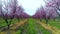 Aerial view of a blossoming of fruit trees in the countryside. Peach, plum and nectarine trees