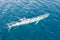 Aerial View of Blue Whale
