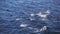 Aerial view from boat of jumping dolphins in open sea