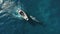 Aerial view of a boat on the water with a large shark. Big fish. Jaws in the ocean. Rowboat fishing.