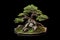 aerial view of a bonsai tree with pruned branches