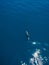 Aerial view of Bottlenose dolphin in blue sea. Aquatic animal