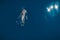 Aerial view of Bottlenose dolphin in blue sea. Aquatic animal