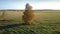 Aerial view boundless green field with lonely yellow tree