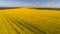 Aerial view of bright yellow canola crops with blue sky on farmland in Narromine, New South Wales, Australia